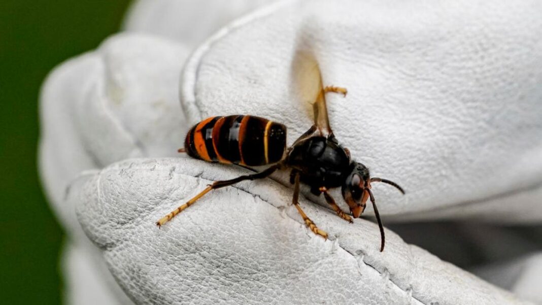 Guardia Civil Tragically Dies After Fatal Wasp Sting in León Vineyard