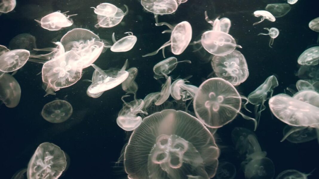 Controversial Anti-Jellyfish Nets Deployed on Spanish Beaches: Balancing Safety and Environmental Impact