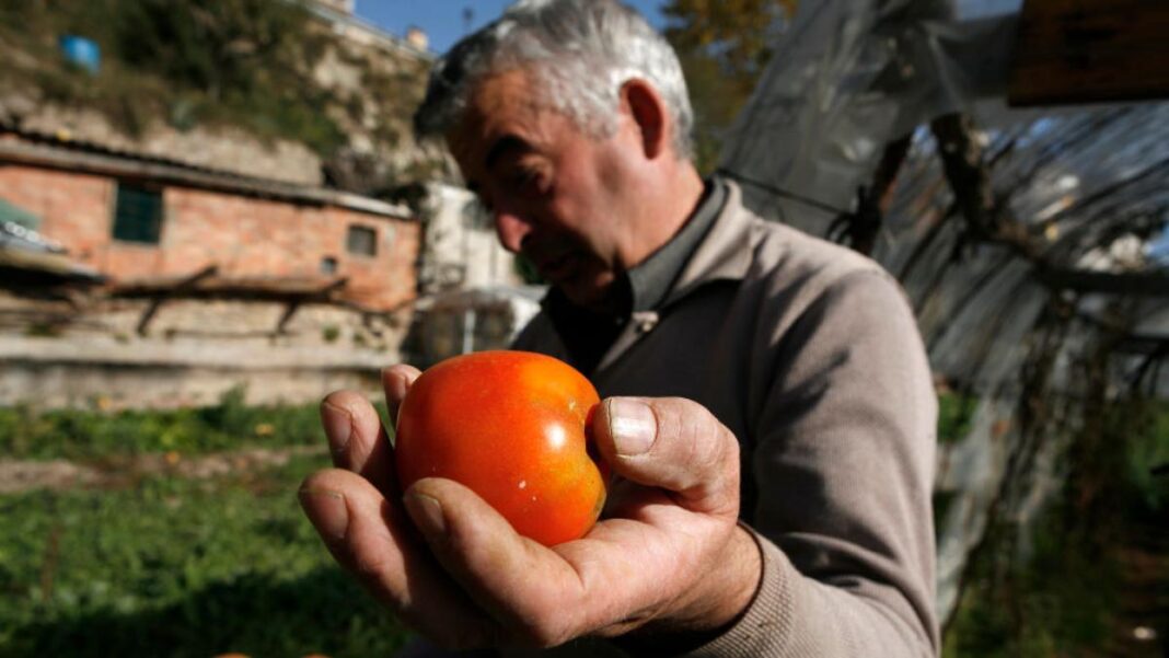 Revival of Tomato Factory in Andalusia: A Boost from Semana Santa Rains