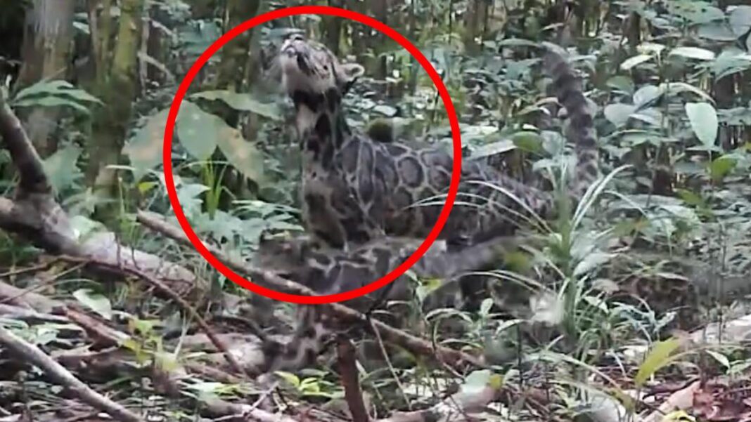 Rare Footage Captures Endangered Bornean Clouded Leopard in Its Natural Habitat