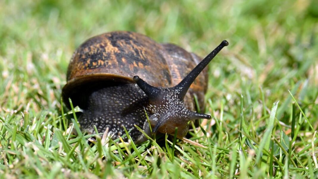 Say Goodbye to Snails in Your Garden: This Simple Trick Will Quickly Keep Them Away