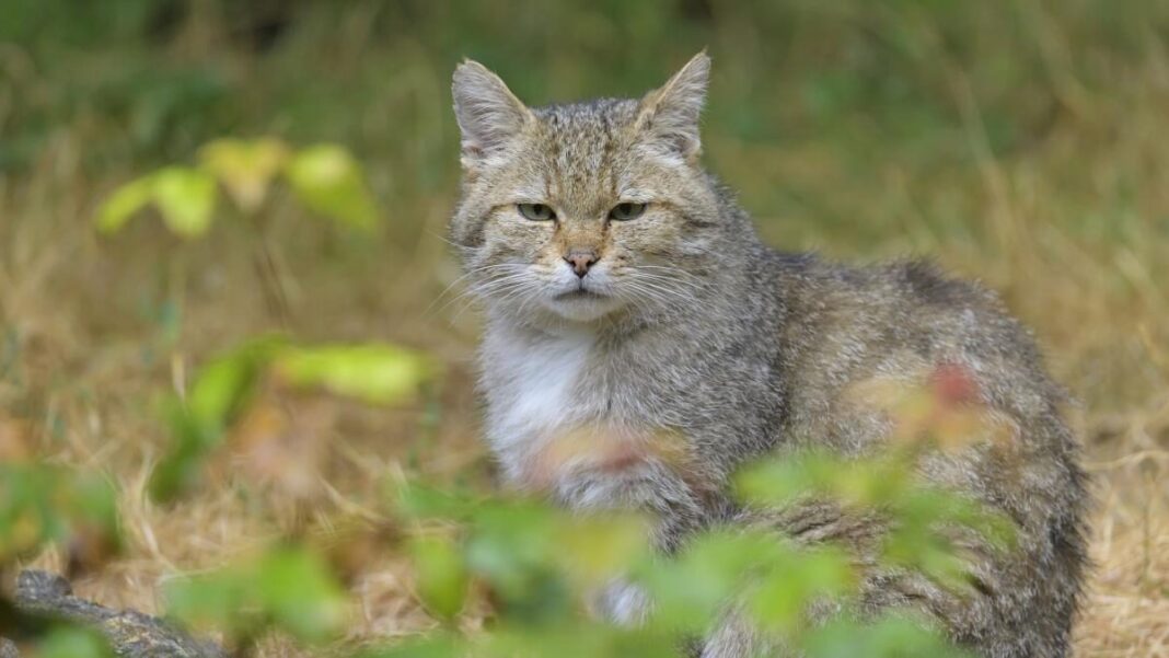 First-Ever Footage of Rare European Wildcat Captured in Germany’s Heidekreis Region