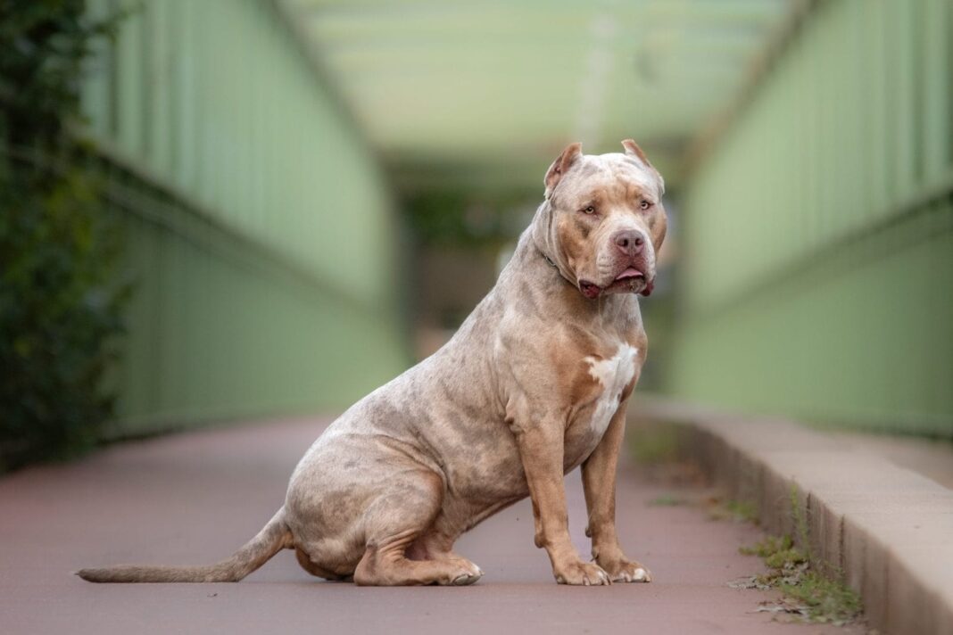 American Bully Dog Bite Incident Sparks Debate on Pet Behavior and Ownership Responsibility