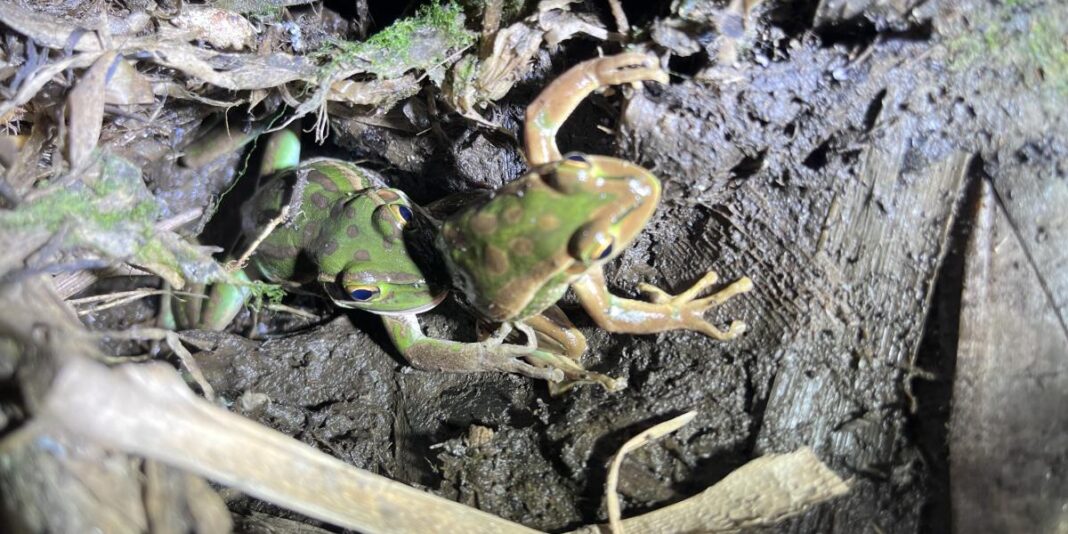 First Case of Female Green and Golden Bell Frog Cannibalism Shocks Researchers