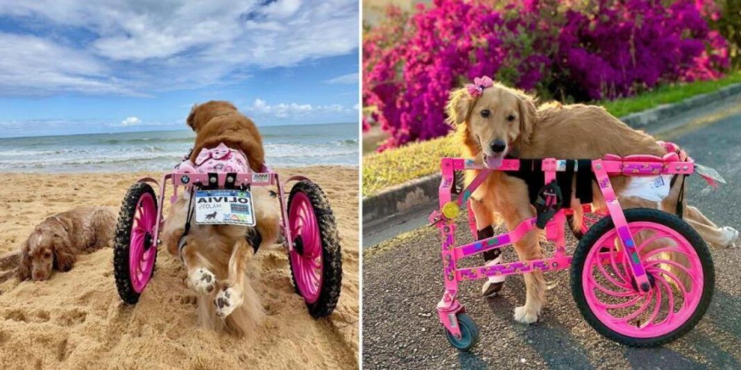 How Olivia, a Disabled Golden Retriever, Found a New Life After Being Abandoned