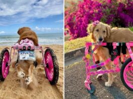 How Olivia, a Disabled Golden Retriever, Found a New Life After Being Abandoned