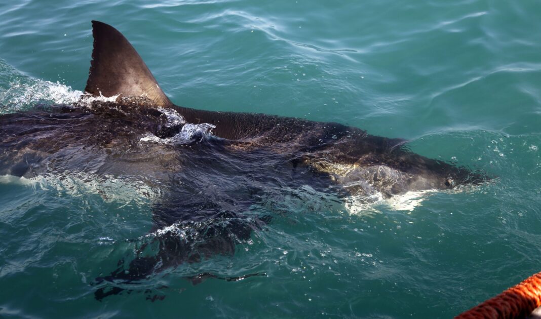 German Tourist Dies After Shark Attack Near Canary Islands, Losing Leg