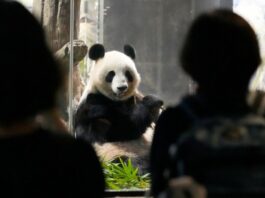 Pandas Return to China: Farewell Wrapped in Emotion and Hope