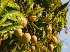 African Mango Seeds: The Natural Way to Boost Weight Loss & Reduce Fatigue