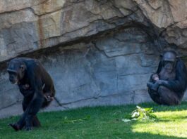 Chimpanzee Mother Grieves for 7 Months, Carrying Deceased Baby at Bioparc Valencia