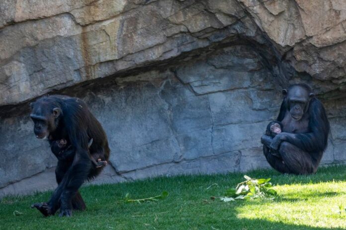 Chimpanzee Mother Grieves for 7 Months, Carrying Deceased Baby at Bioparc Valencia