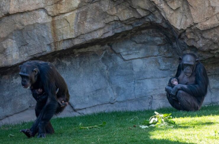 Chimpanzee Mother Grieves for 7 Months, Carrying Deceased Baby at Bioparc Valencia