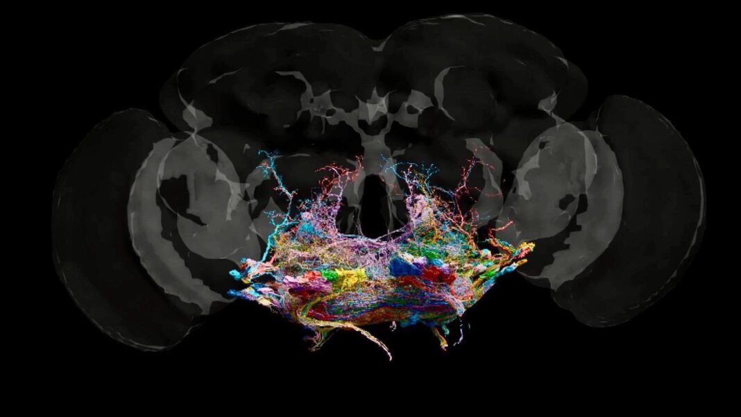 Mapping the Fruit Fly Brain: Breakthrough in Understanding Human Thought